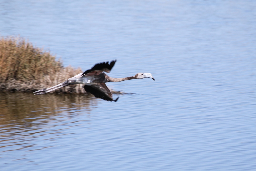 Giovane fenicottero in volo